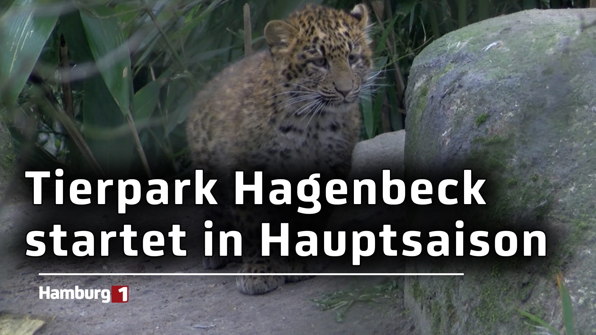 Faszinierend In Der Hagenbeck Fotosnull