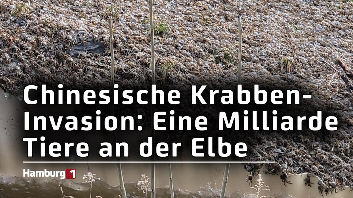 Chinesische Krabben-Invasion: Eine Milliarde Tiere an der Elbe