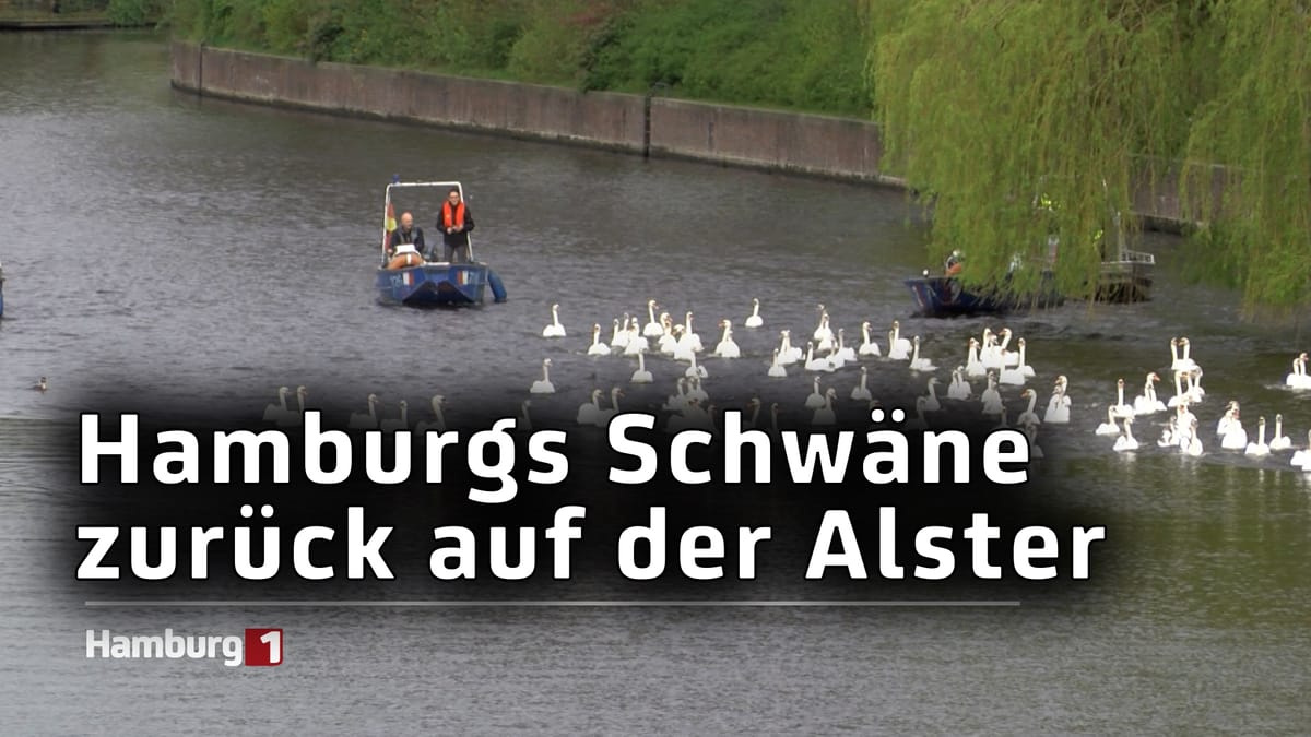 Alsterschwäne sind zurück auf der Alster