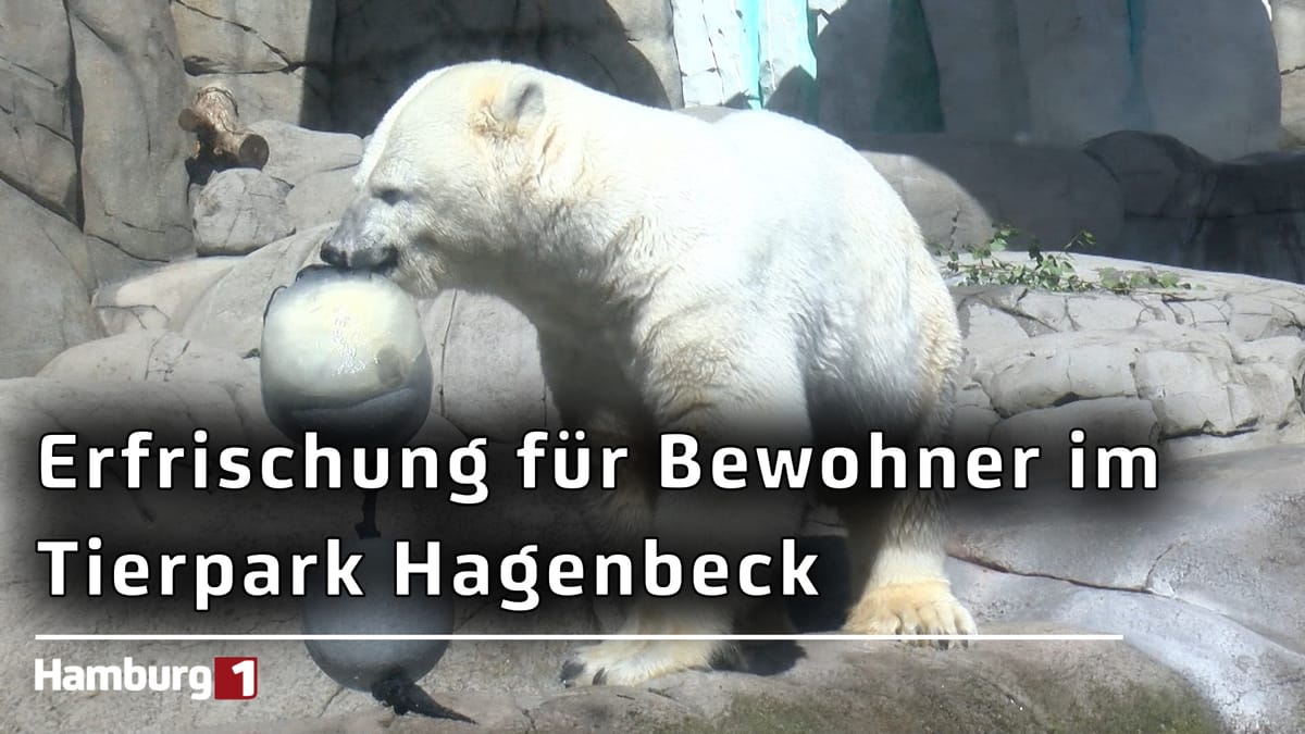 Warme Sommertage: So gehen die Bewohner im Tierpark Hagenbeck mit der Hitze um