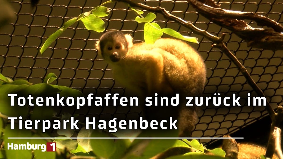 Nach mehr als einem halben Jahrhundert: Totenkopfaffen zurück im Tierpark Hagenbeck