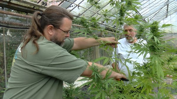 Cannabis: Clubs dürfen nun selbst Cannabis anbauen