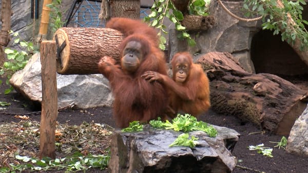 Tierpark Hagenbeck: Etwa 30 neue Beschäftigungsmöglichkeiten für die Tiere