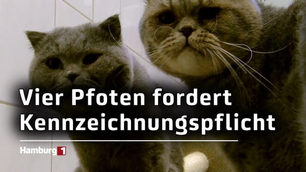 Weltkatzentag: Darum wird eine Kennzeichnungspflicht gefordert