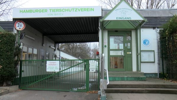 Tierheim Süderstraße: Aufnahmestopp für Hunde, Tauben und Jungigel zur Aufzucht