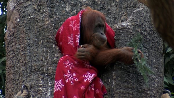 Hagenbeck: Orang-Utans freuen sich über Nikolaus-Überraschung