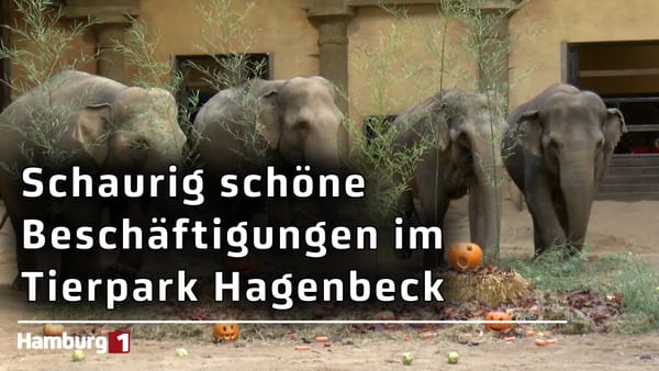 Überraschungen zu Halloween: Elefanten, Orang-Utans und Pinguine leiten Feiertag bei Hagenbeck ein