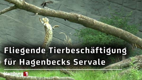 Bis zu 3 Meter hoch: Hagenbecks Servale zeigen bei besonderer Beschäftigung ihre Sprungkraft